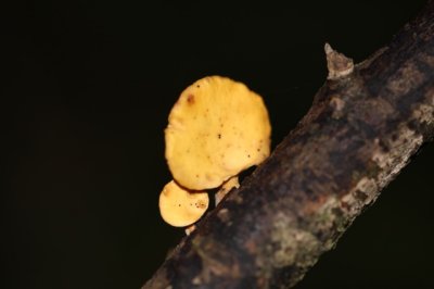 Waaierbuisjeszwam - Polyporus varius