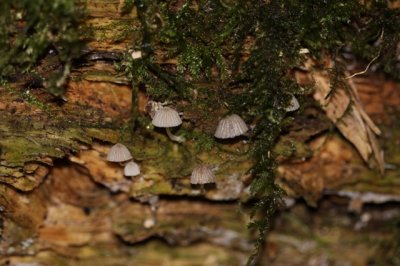 Zwerminktzwam - Coprinus disseminatus