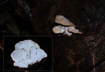 Geelgerand Elfenbankje-Antrodiella hoehnelii