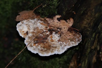 Roodporiehoutzwam - Daedaleopsis confragosa
