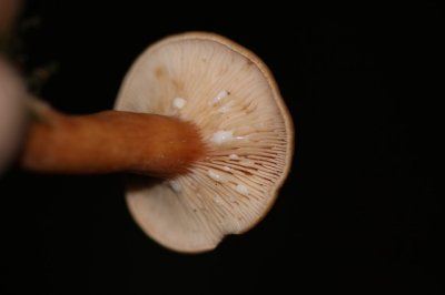 Bitterzoete Melkzwam - Lactarius subdulcis