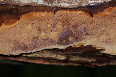 Gewone Korstvuurzwam - Phellinus ferruginosus