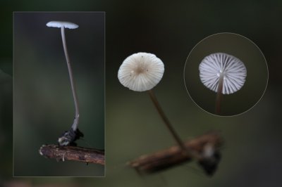 Papilmycena - Mycena vitilis