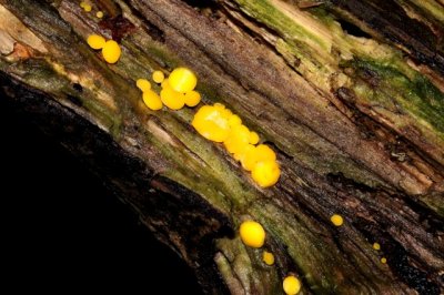 Geel Schijfzwammetje - Bisporella citrina