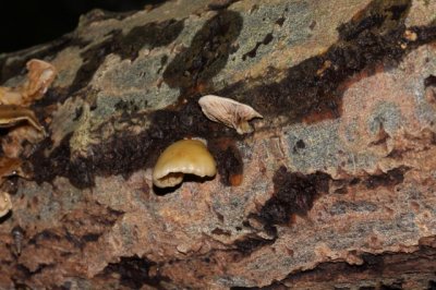 Week Oorzwammetje - Crepidotus mollis