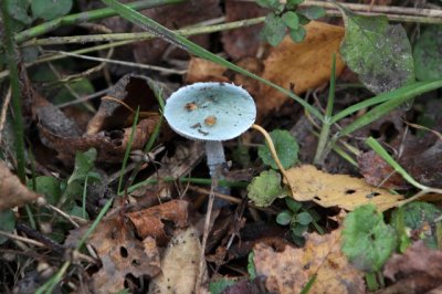 Valse kopergroenzwam - Psilocybe caerulea