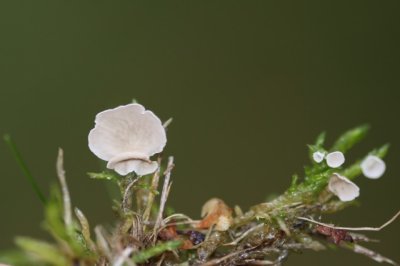 Gerimpeld Mosoortje - Arrhenia retiruga