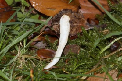 Wormvormige Knotszwam - Clavaria fragilis
