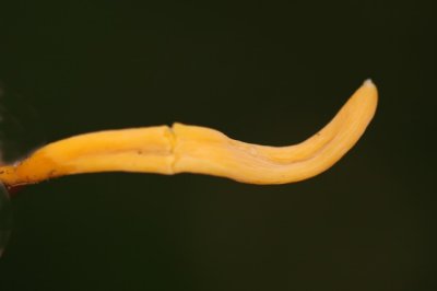 Gele Knotszwam - Clavulinopsis helveola