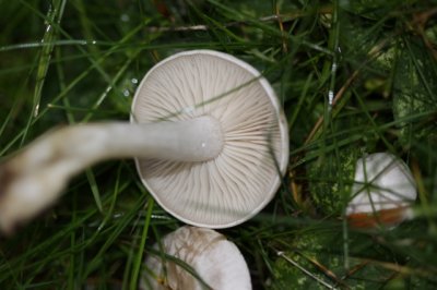 Witte Bundelridderzwam	Lyophyllum connatum