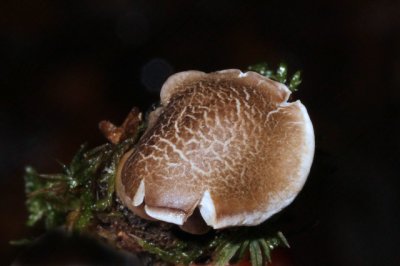 Zeepzwam - Tricholoma saponaceum