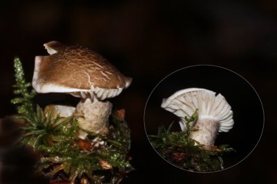 Zeepzwam - Tricholoma saponaceum