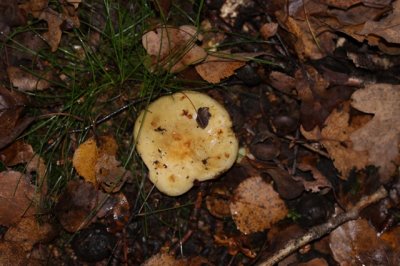 Geelwitte russula - Russula ochroleuca