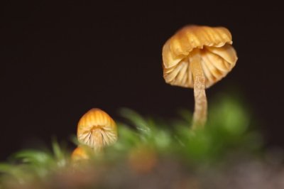 Groot Mosklokje - Galerina clavata