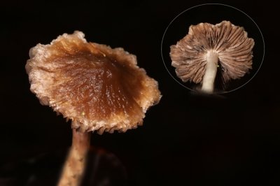 Wollige franjehoed - Psathyrella artemisiae