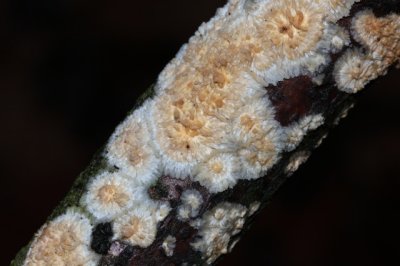 Porieaderzwam - Phlebia rufa