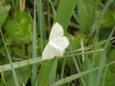 7159 Geometers - Waves:  Large Lace Border (Scopula limboundata)