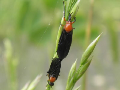 Plecia nearctica - Lovebug
