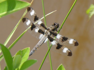 Twelve Spotted Skimmer, male