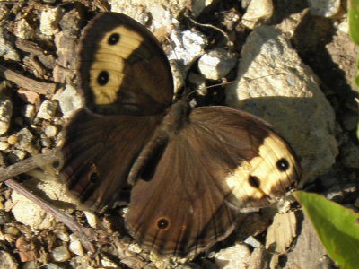 Common Wood Nymph