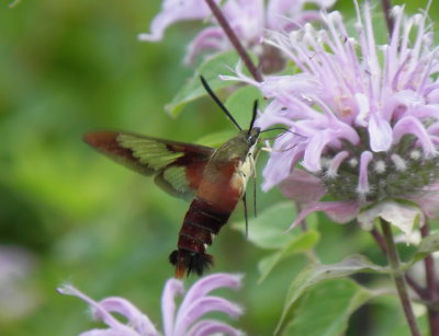 7853 Small Sphinx Moths: Hummingbird Clearwing (Hemaris thyspe - legs are light)