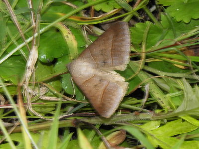 8751 Noctuid Moths: Southern Ptichodis (Ptichodis bistrigata) 