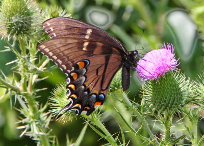 Eastern Tiger Swallowtail, dark female