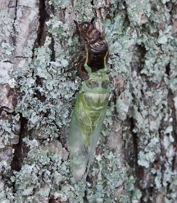 Cicada sp
