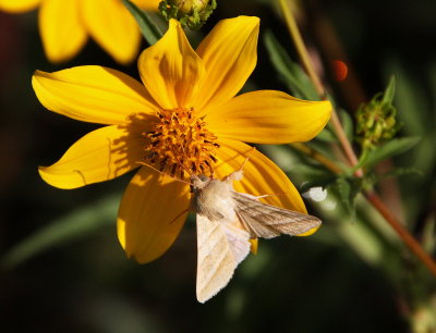 11071 Noctuid Moths: Tobacco Budworm moth - Heliothis virescens - on Tick-seed Sunflower