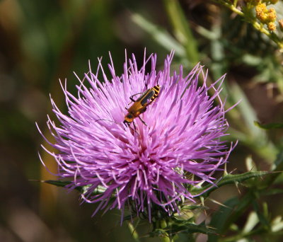 Pennsylvania Leatherwing on Thistle