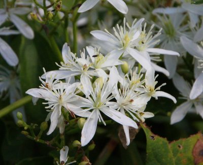 Yam-leaved Clematis