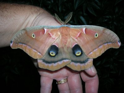 7757 Giant Silkworm Moths: Polyphemus (Antheraea polyphemus)