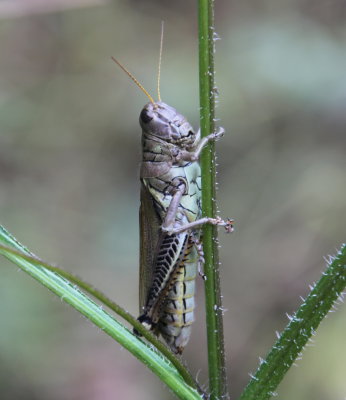 Grasshoppers, Crickets, Katydids