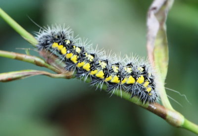 9272 Noctuid Moths: Smartweed Caterpillar (Acronicta oblinita)