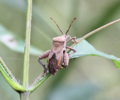 Leaffooted Bug sp.