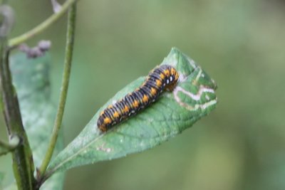 9781 Noctuid Moths: Gold Moth Caterpillar (Basilodes pepita)