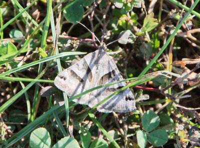 8739 Noctuid Moths: Forage Looper (Caenurgina erechtea)