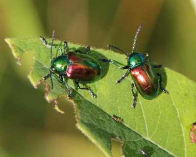 Dogbane beetles