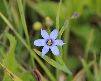 Narrow-leaved Blue-eyed Grass