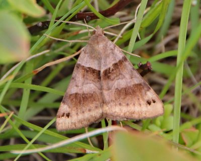 8738 Noctuid Moths : Clover Looper (Caenurgina crassiuscula)