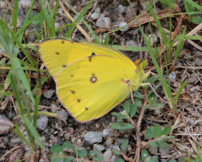 Orange Sulphur, male