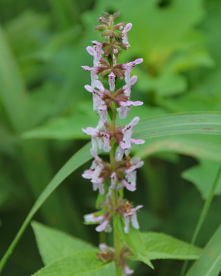 Smooth Hedge-nettle