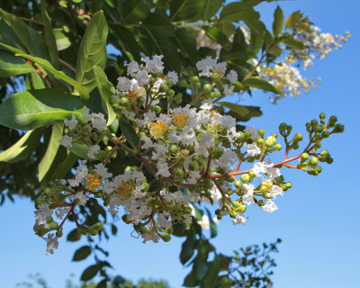 White Crape Myrtle