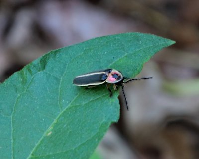 Firefly - genus Photinus