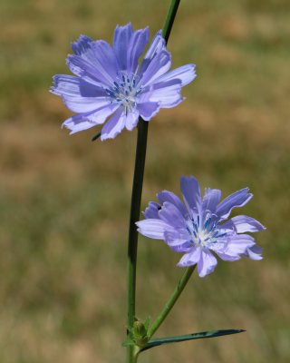 Chicory