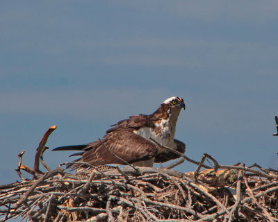 Osprey shading chick