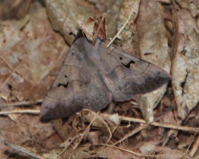 8588 Noctuid Moths: Brown Panopoda (Panopoda carneicosta)