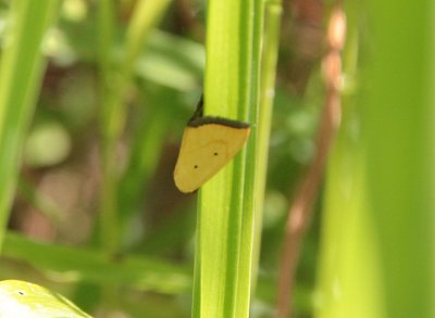848x Noctuid Moths : Phytometra sp