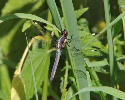 Spangled Skimmer, young male