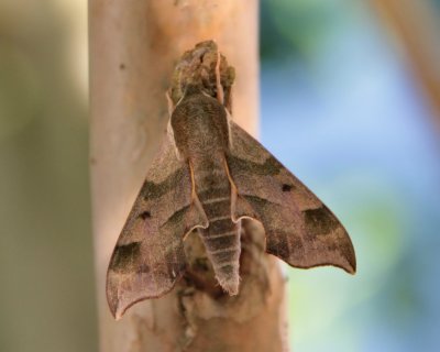 7885 Small Sphinx Moths: Virginia Creeper Sphinx (Darapsa myron)